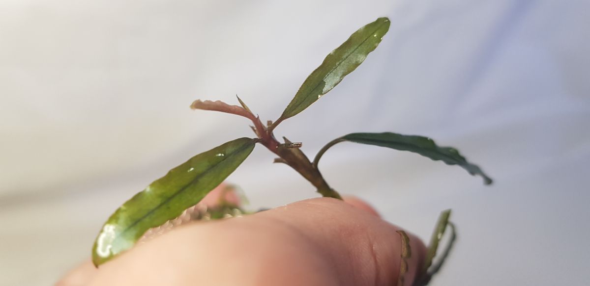 Bucephalandra Biblis blue sky KAB